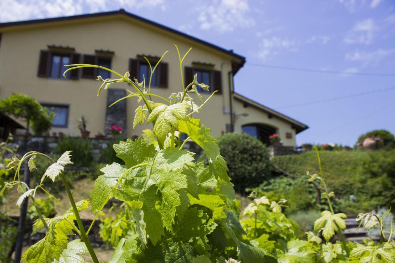 Villa Porcigliano Olive Grove Polcanto Extérieur photo