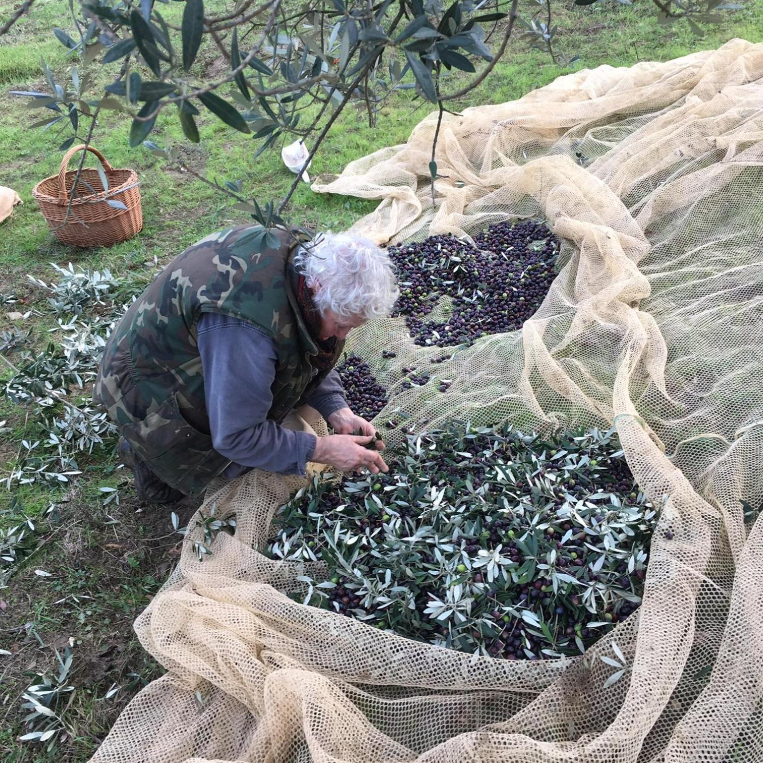 Villa Porcigliano Olive Grove Polcanto Extérieur photo
