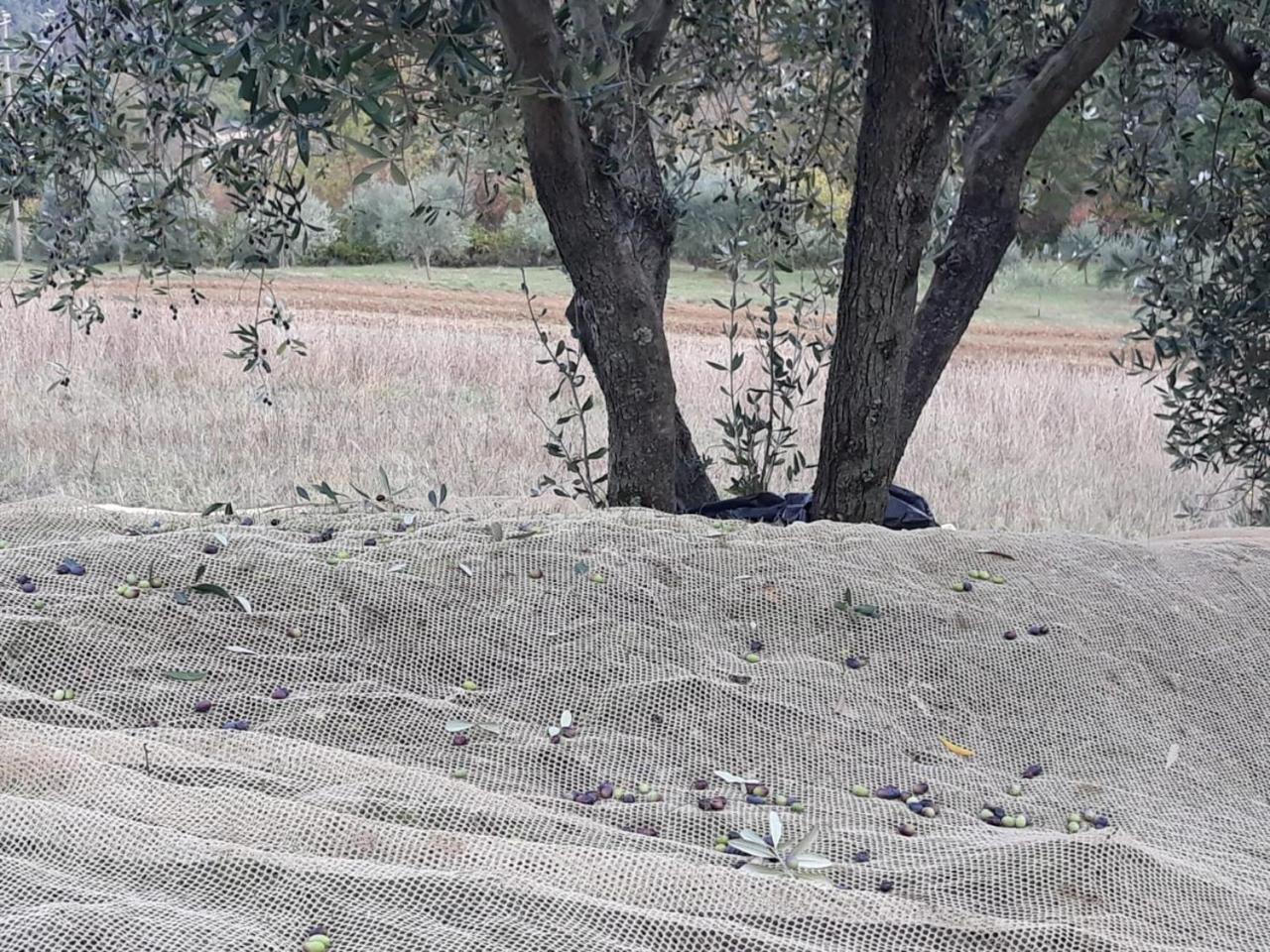 Villa Porcigliano Olive Grove Polcanto Extérieur photo