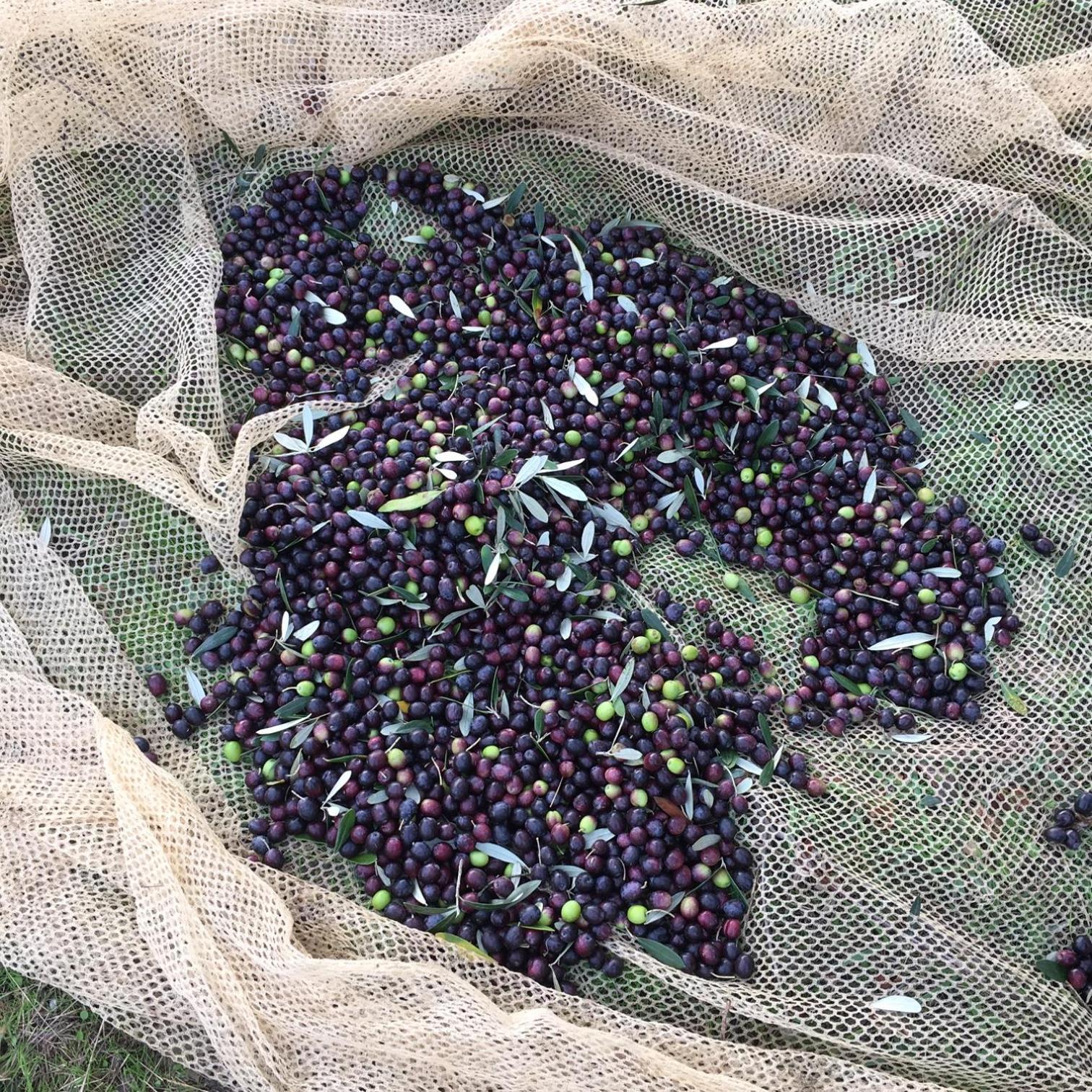 Villa Porcigliano Olive Grove Polcanto Extérieur photo