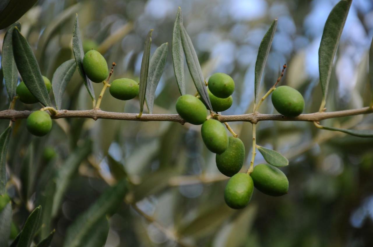 Villa Porcigliano Olive Grove Polcanto Extérieur photo